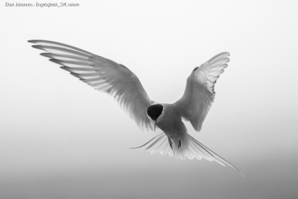 Ekart - Johannes - Engelsgleich SW - Nature