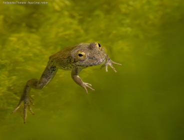 Hadjipavlou - Thanasis - Aqua - Leap - Nature
