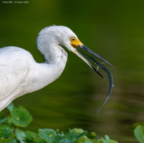 Lebrun - Marc - On - Target - Nature