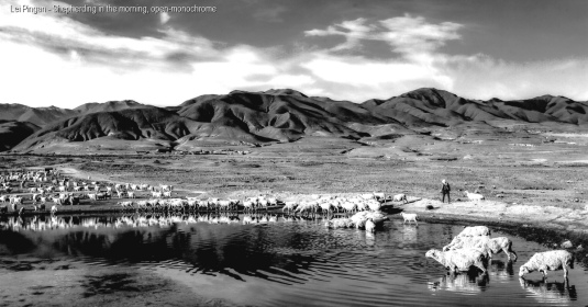 Lei - Pingan - Shepherding - In - The - Morning - Open - Monochrome