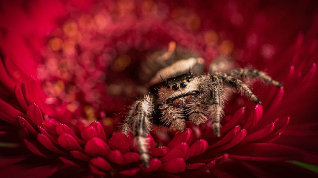 greekcircuit-2025-_0000_Smolkowski-Wojciech-I-see-you-GPU-Honorable-Mention-nature