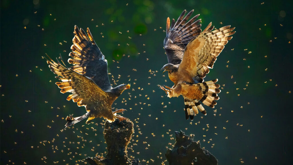 greekcircuit-2025-_0004_Chak-Hau-Chi-Honey-Buzzards-011-GAP-Silver-Medal-open-color