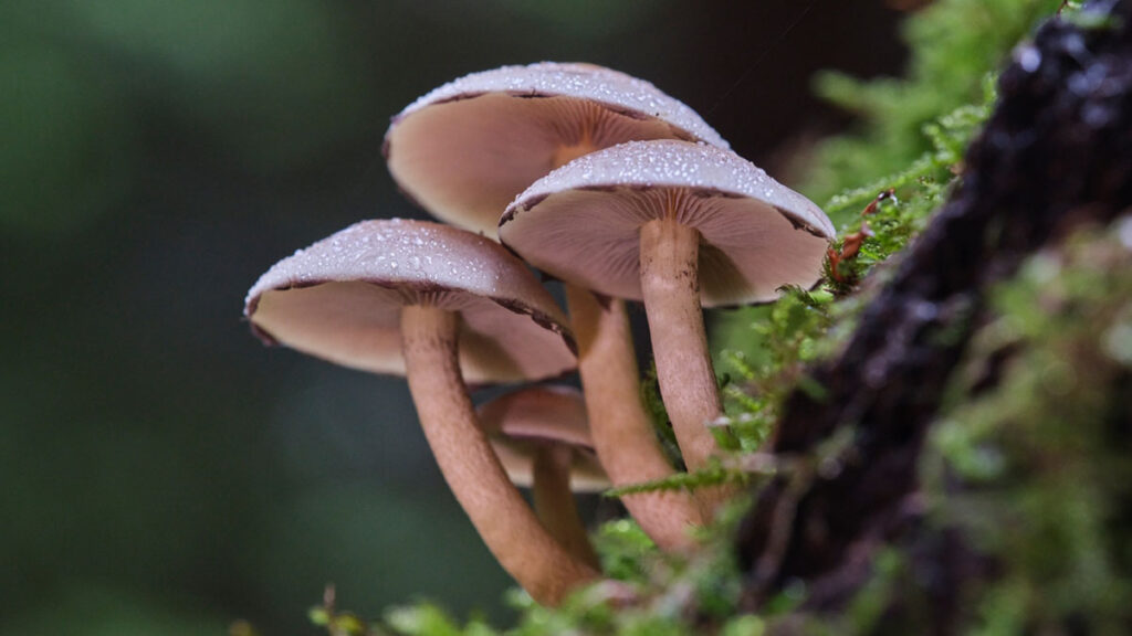 greekcircuit-2025-_0005_Christgau-Johanna-Pilze-11-FIAP-Honorable-Mention-nature