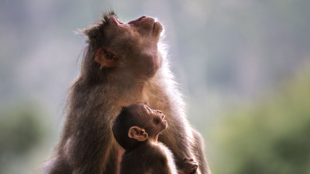 greekcircuit-2025-_0006_Jiang-Zhizhou-Consonance-GPU-Honorable-Mention-nature